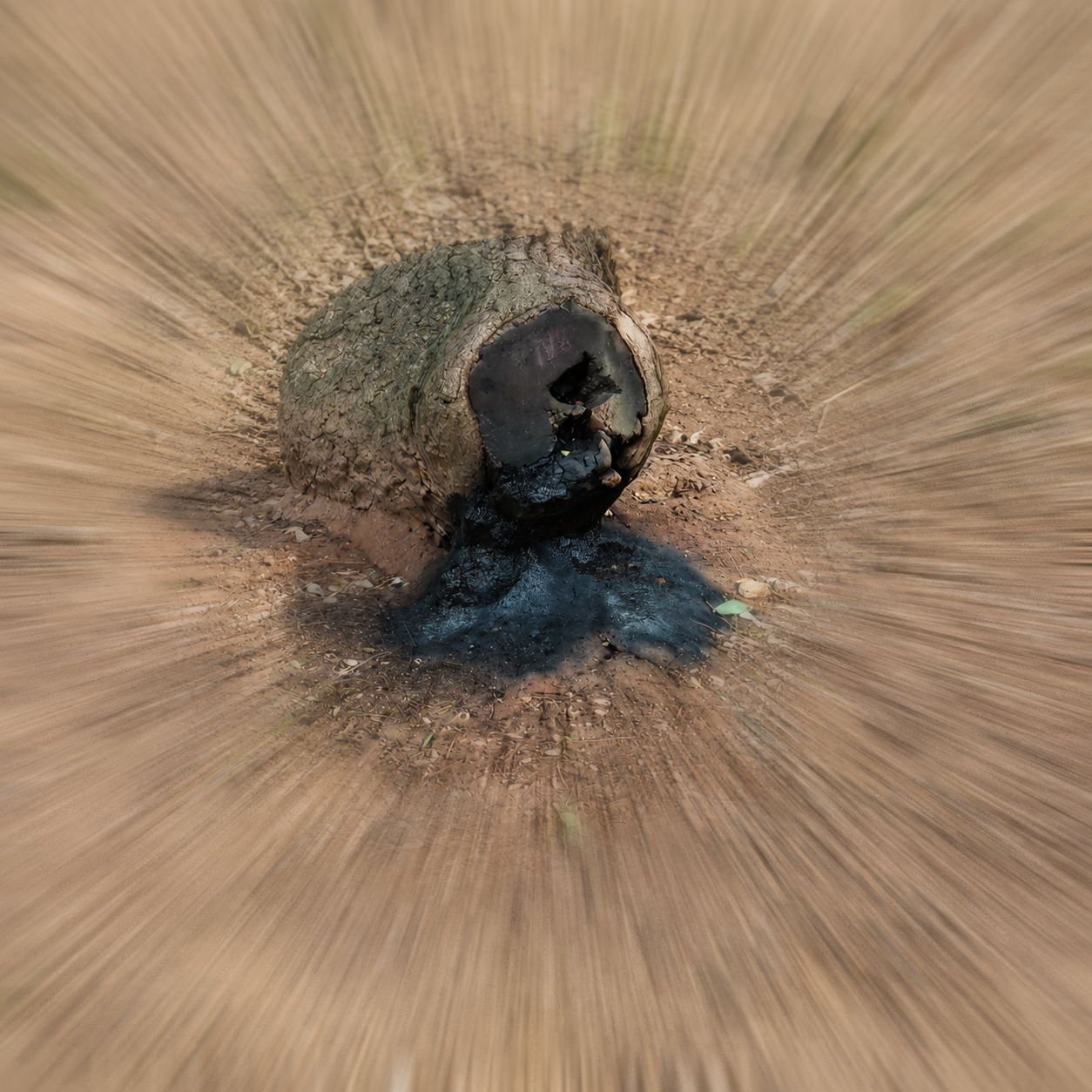 Bleeding Tree Stump